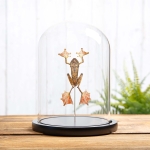 Minibeast HarlequIn Tree Frog In Glass Dome (Rhacophorus pardalis)