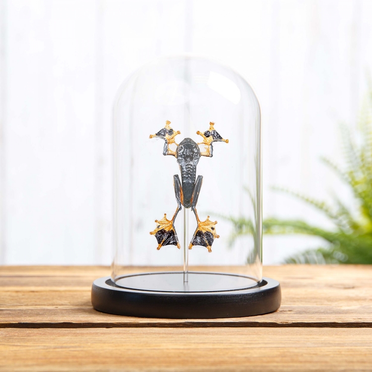 Green Flying Frog In Glass Dome (Rhacophorus reinwardtii)