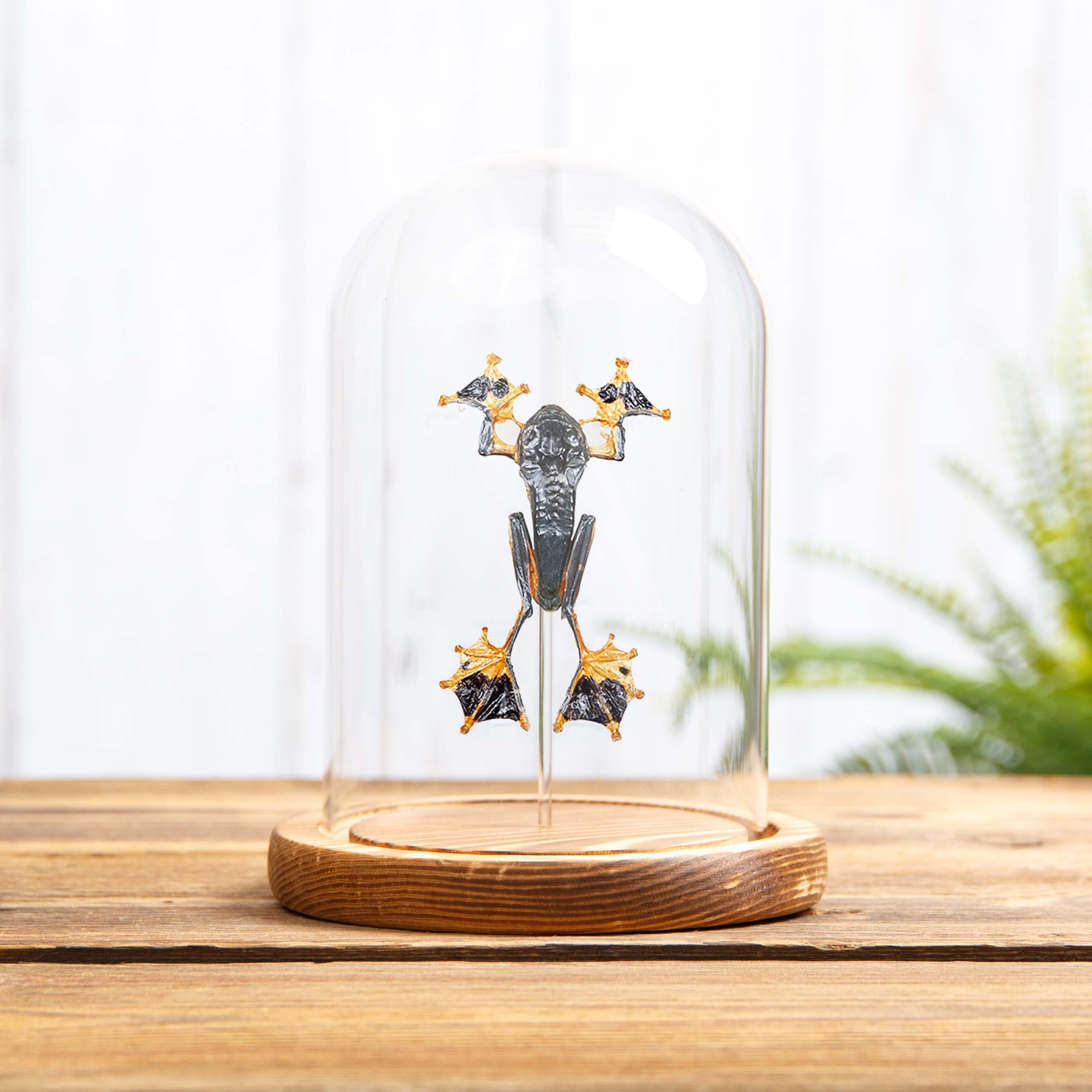 Green Flying Frog In Glass Dome (Rhacophorus reinwardtii)