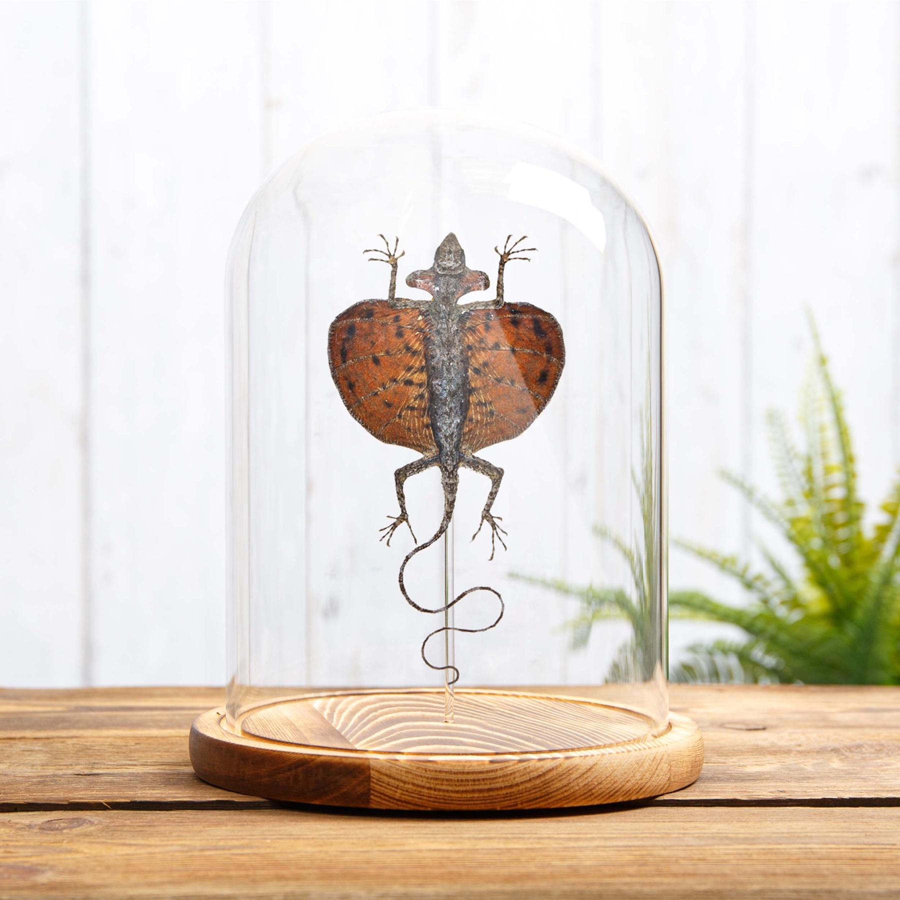 Minibeast Flying Lizard In Glass Dome (Draco haematopogon)