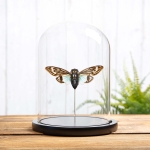 Minibeast Blue Cicada In Glass Dome (Distantalna splendida)