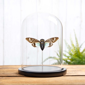 Blue Cicada In Glass Dome (Distantalna splendida)