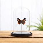 Minibeast The Red Admiral In Glass Dome (Vanessa atalanta)