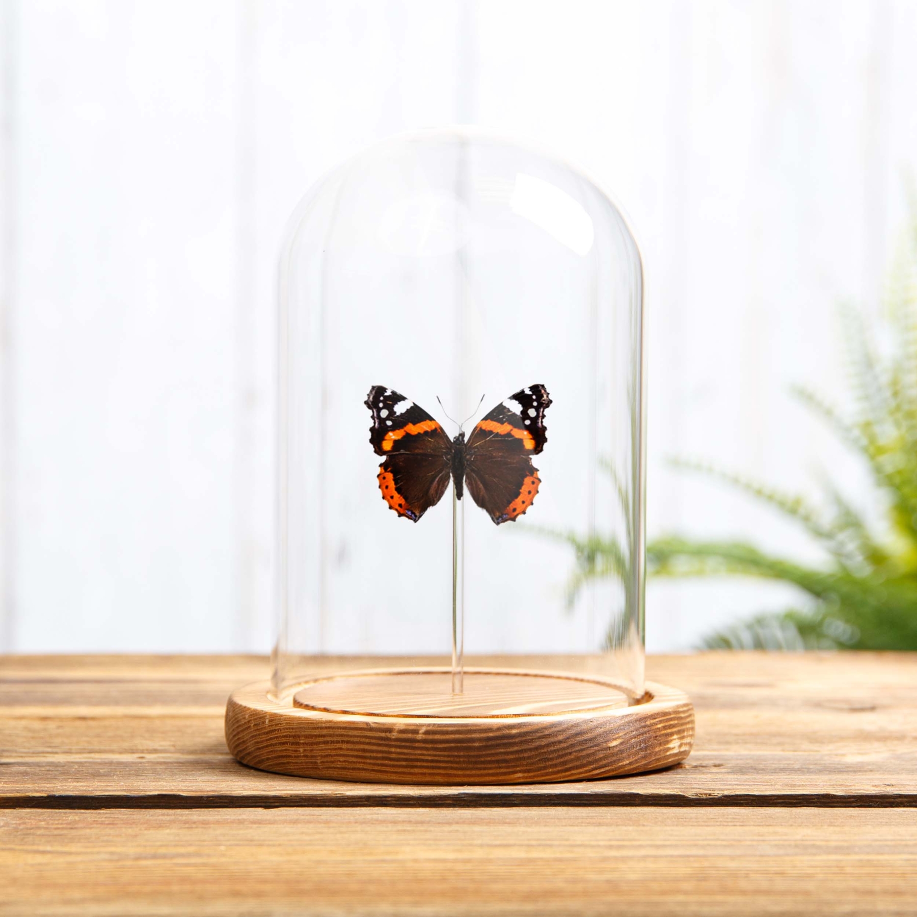 The Red Admiral In Glass Dome (Vanessa atalanta)
