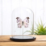 Minibeast Forest Mother-Of-Pearl Butterfly In Glass Dome (Salamis parhassus)