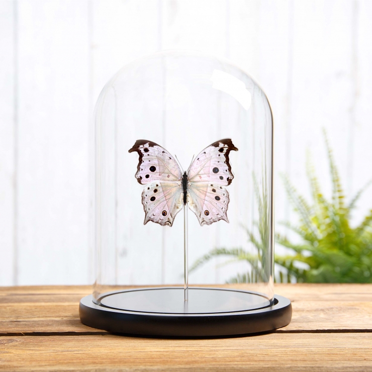 Forest Mother-Of-Pearl Butterfly In Glass Dome (Salamis parhassus) Forest Mother-Of-Pearl Butterfly In Glass Dome (Salamis parhassus)