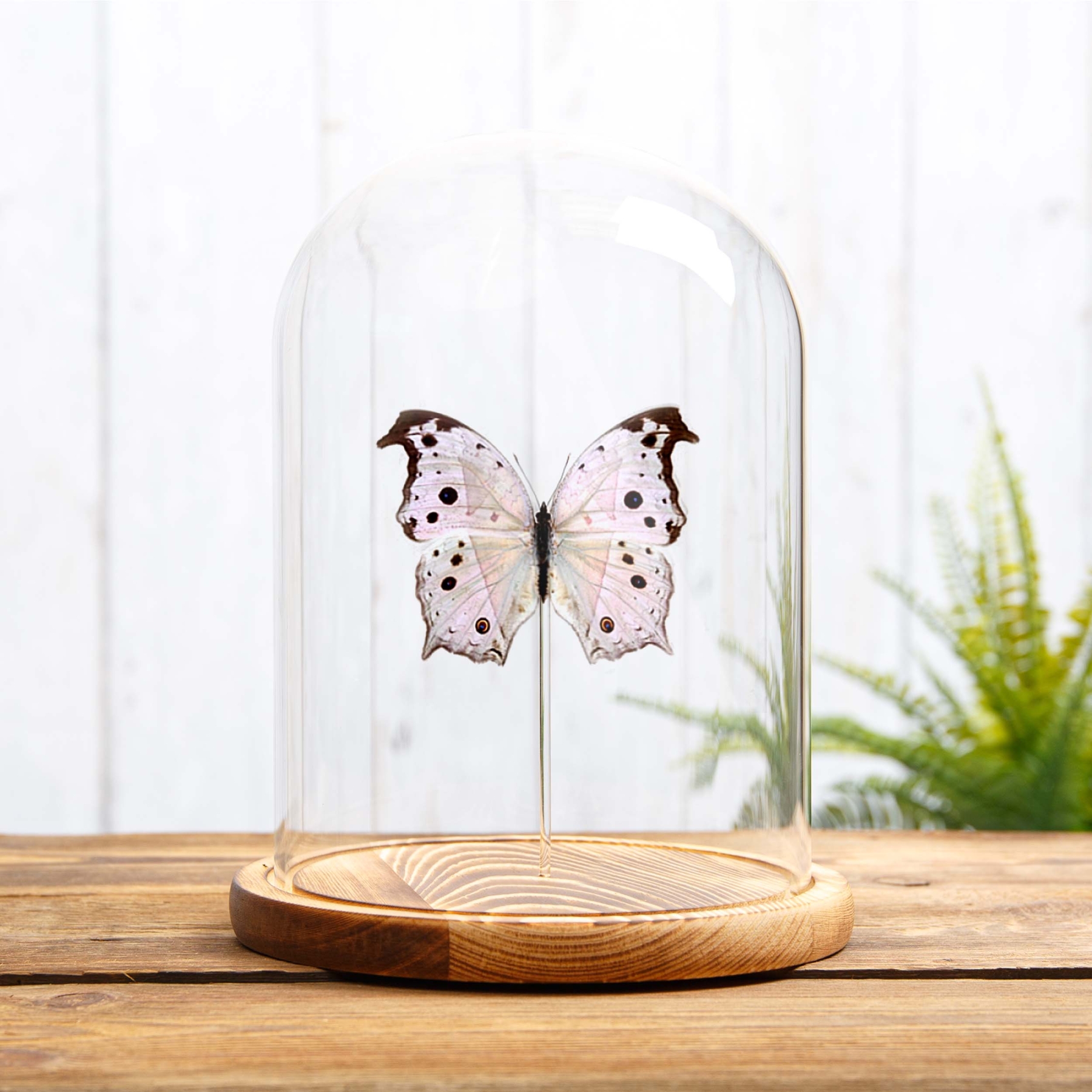 Forest Mother-Of-Pearl Butterfly In Glass Dome (Salamis parhassus)