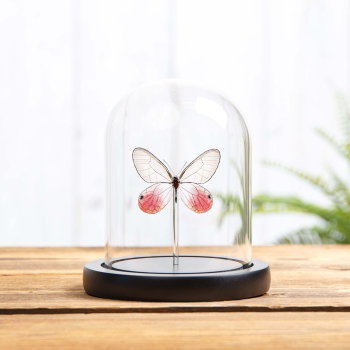 The Blushing Phantom Butterfly In Glass Dome (Cithaerias pireta)