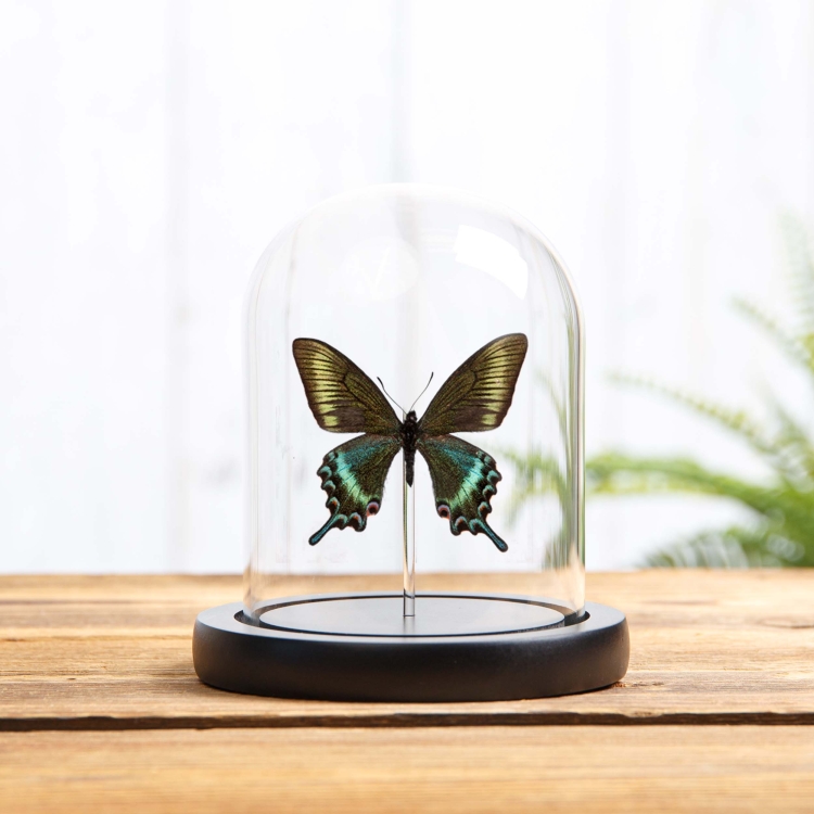 Alpine Black Swallowtail Spring Form In Glass Dome (Papilio maackii spring form)