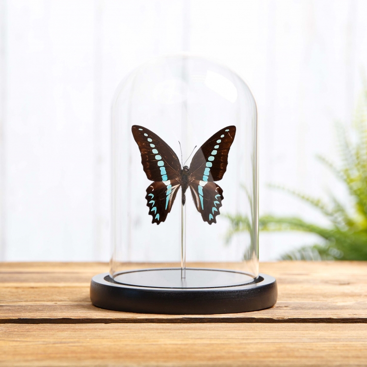 Milons Swallowtail Butterfly In Glass Dome (Graphium milon) Milons Swallowtail Butterfly In Glass Dome (Graphium milon)