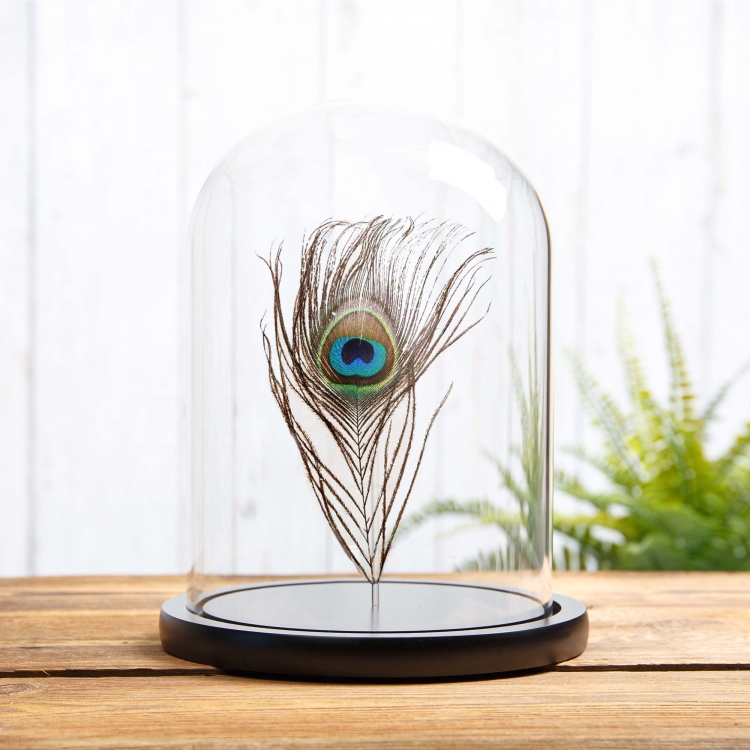 Peacock Feather from an indian Peafowl In Glass Dome (Pavo cristatus)