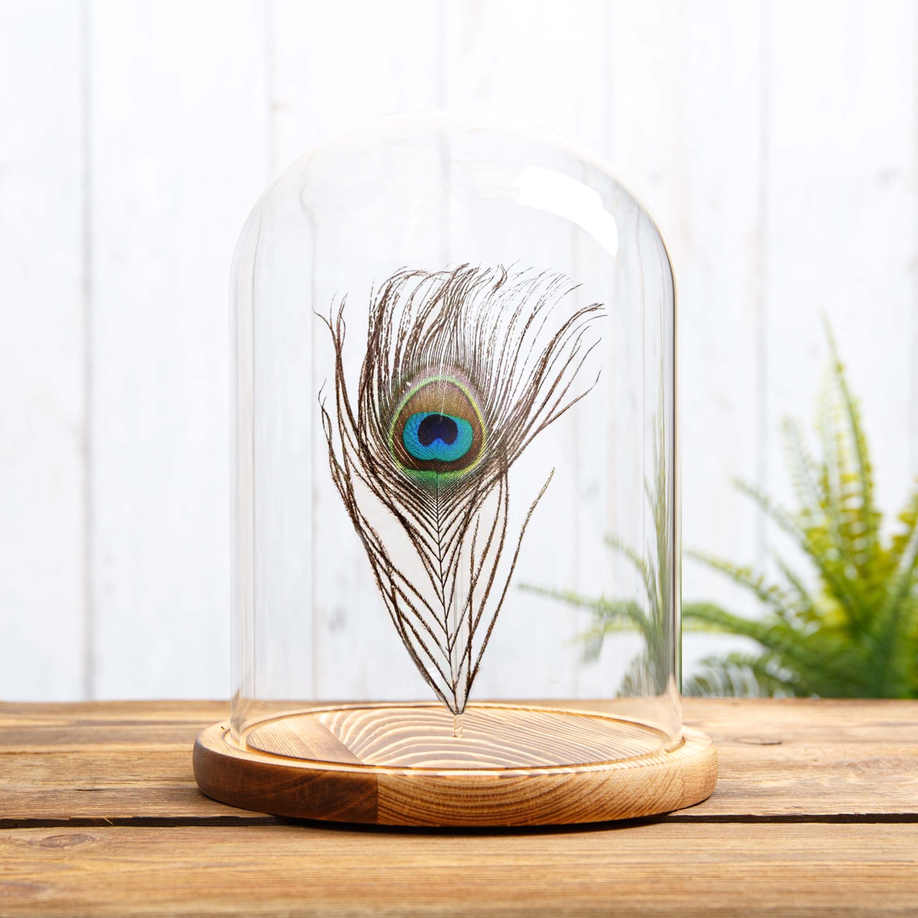 Peacock Feather from an indian Peafowl In Glass Dome (Pavo cristatus)