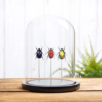 Flower Beetle Rainbow Trio In Glass Dome from Thailand
