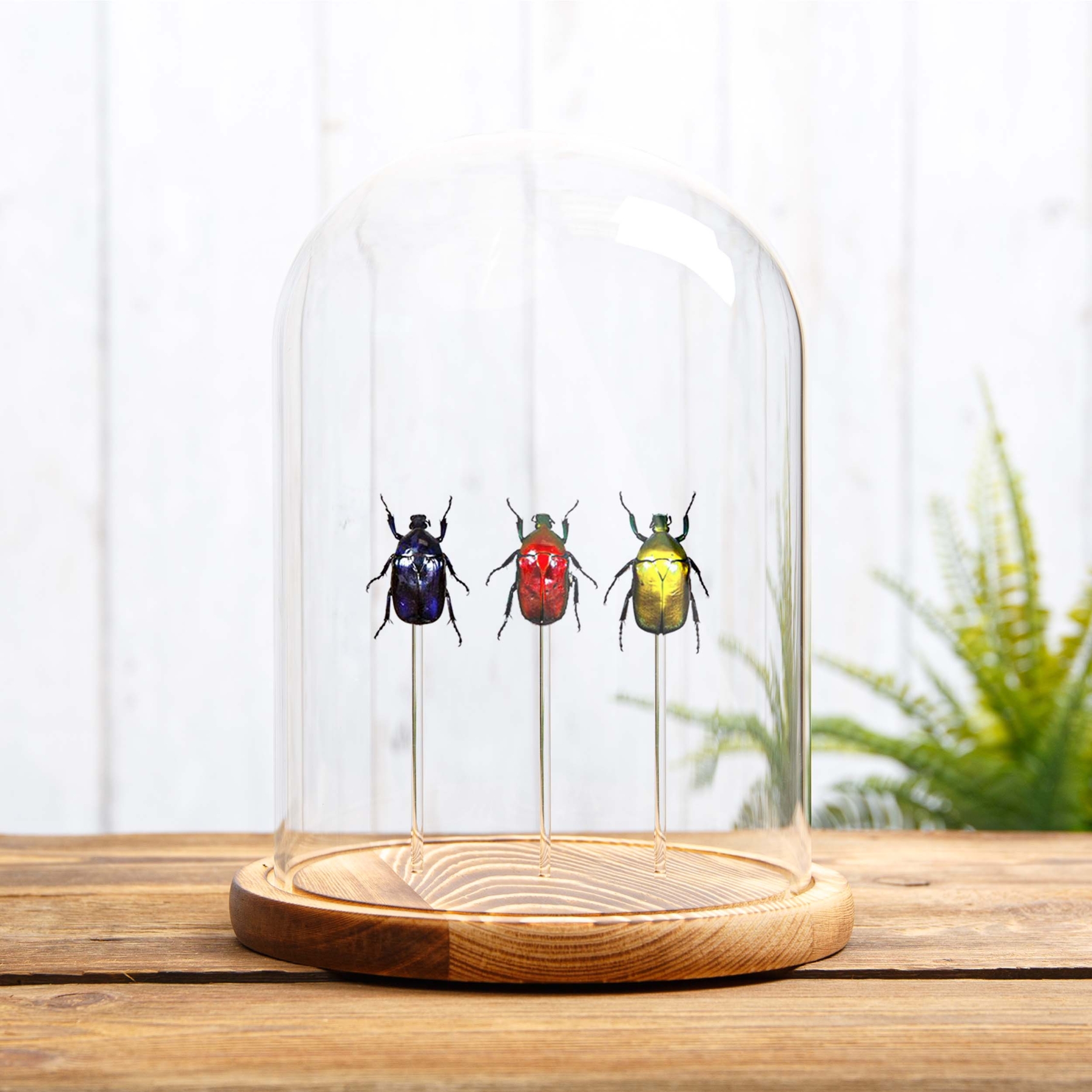 Flower Beetle Rainbow Trio In Glass Dome from Thailand