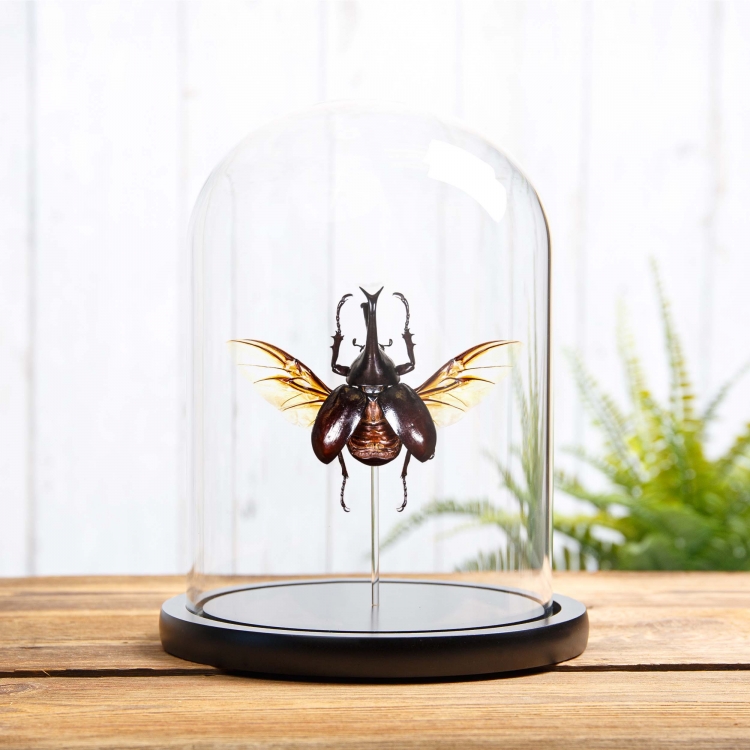 Siamese Rhinoceros Beetle In Glass Dome (Xylotrupes gideon)