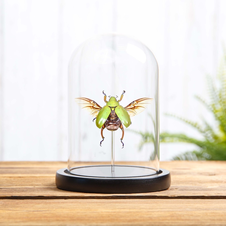 Ruteline Scarab Beetle In Glass Dome (Chrysina adolphi)