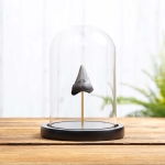 Minibeast 1-1.5 inch Megalodon Shark Tooth Fossil In Glass Dome (Carcharodon megalodon)