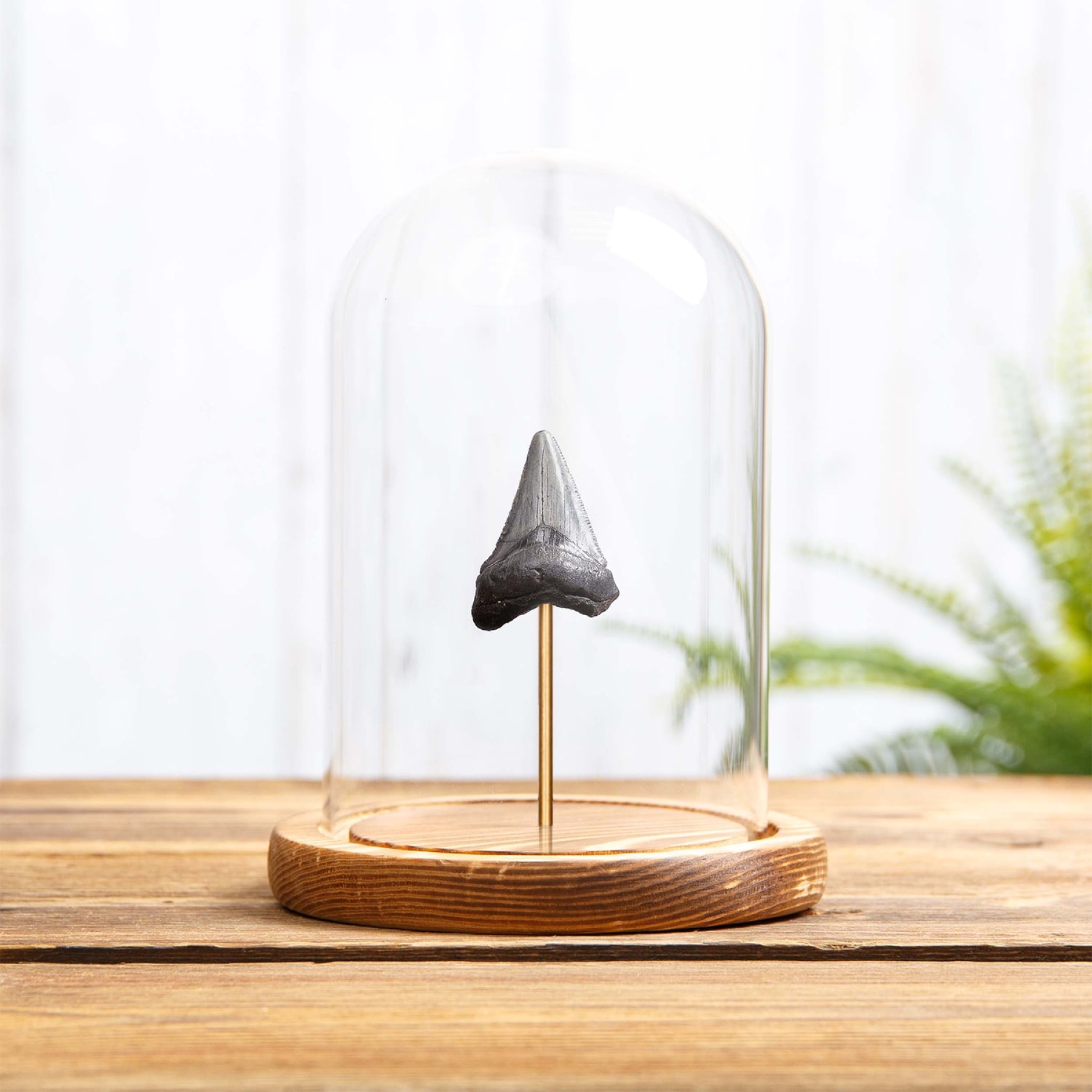 1-1.5 inch Megalodon Shark Tooth Fossil In Glass Dome (Carcharodon megalodon)