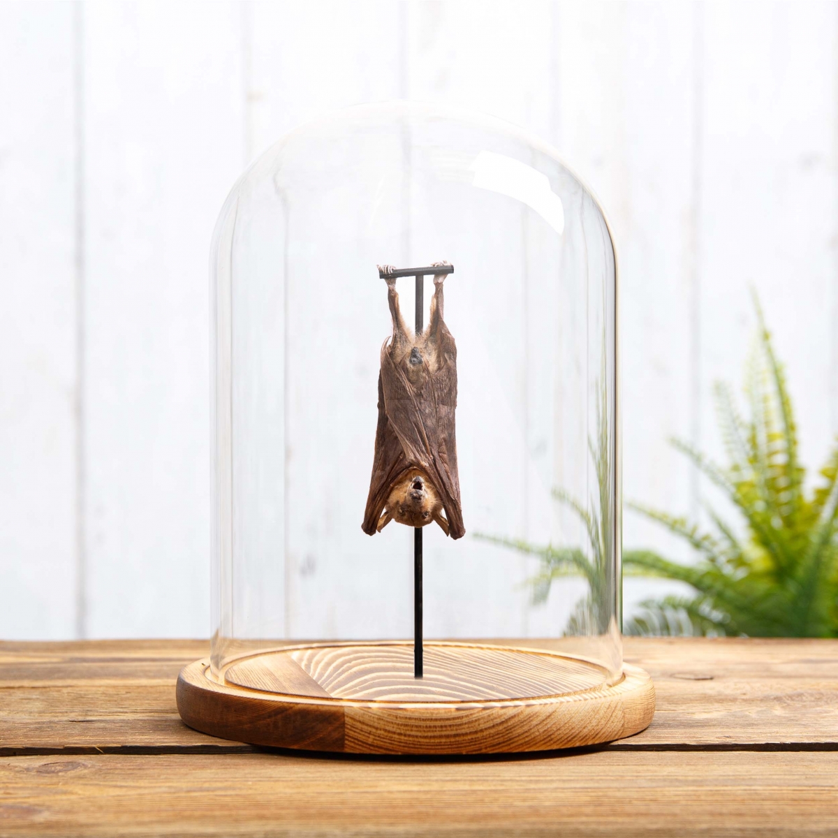 Hanging Northern Blossom Bat (Macroglossus minimus)