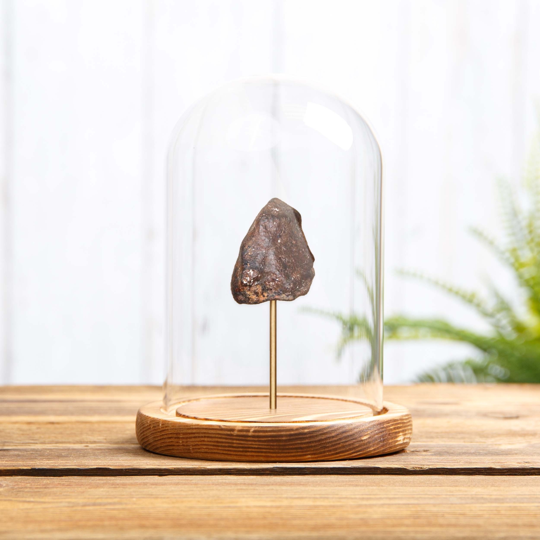 Minibeast Meteorite In Glass Dome 