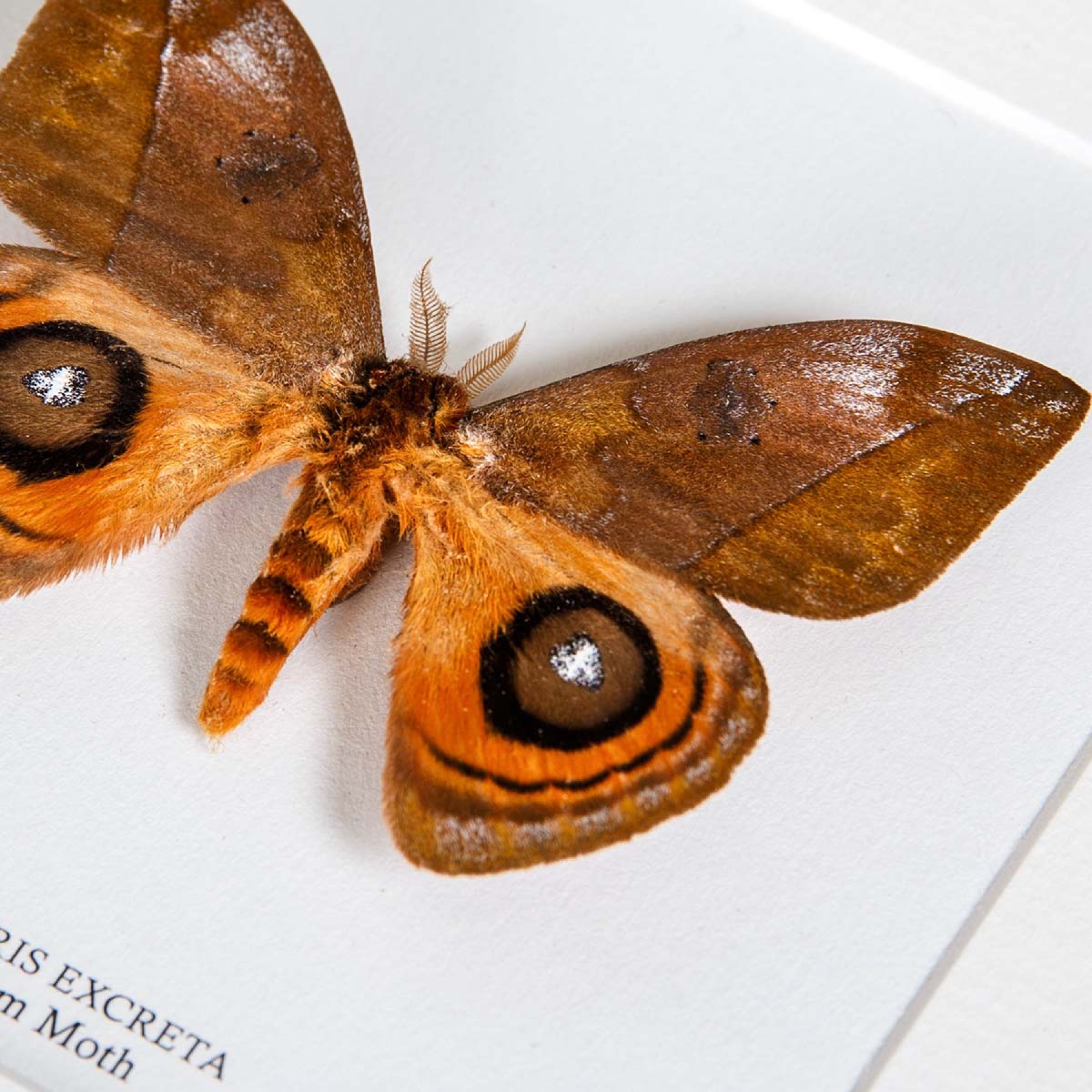 Minibeast Silkworm Moth In Box Frame (Automeris excreta)