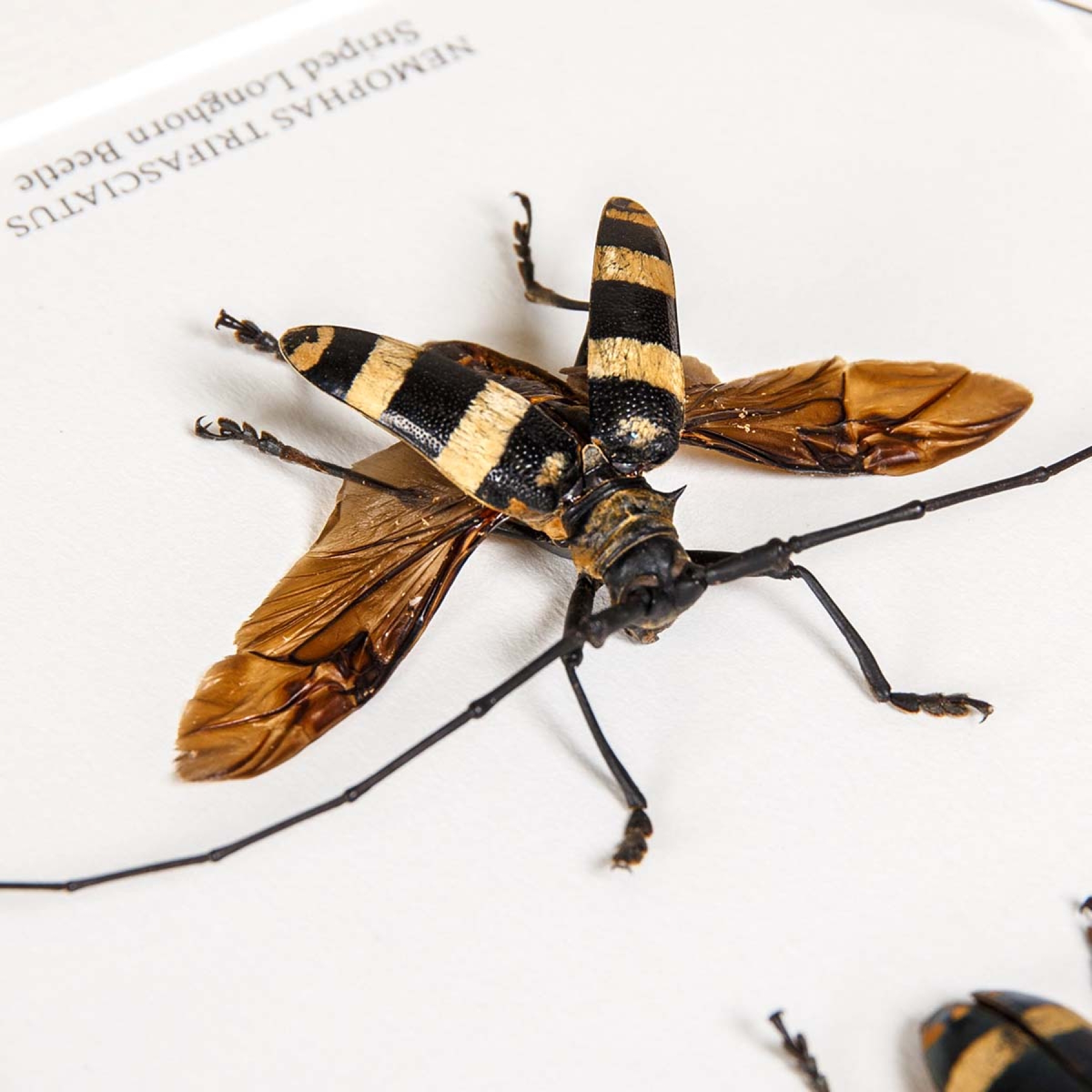 Striped Longhorn Beetle Male & Female Pair In Box Frame (Nemophas trifasciatus)