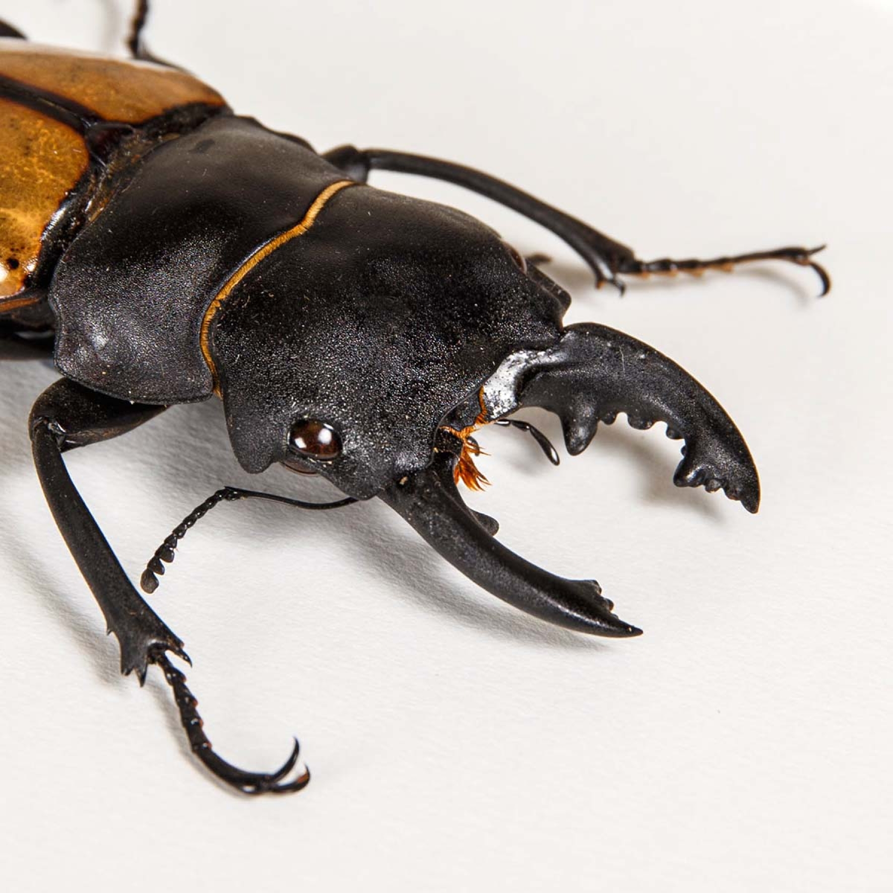 Stag Beetle In Box Frame (Odontolabis castelnaudi)