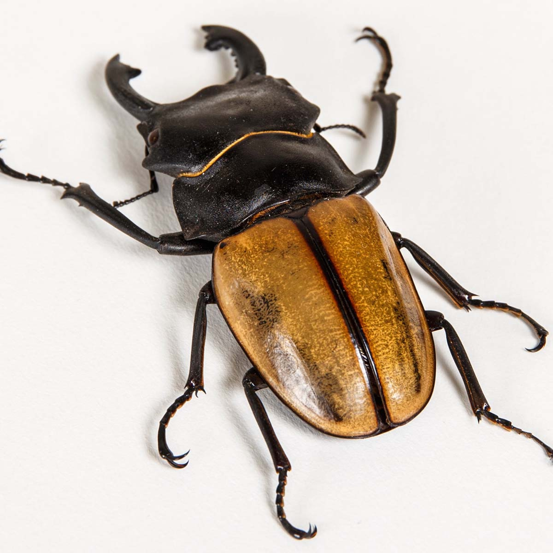 Stag Beetle In Box Frame (Odontolabis castelnaudi)