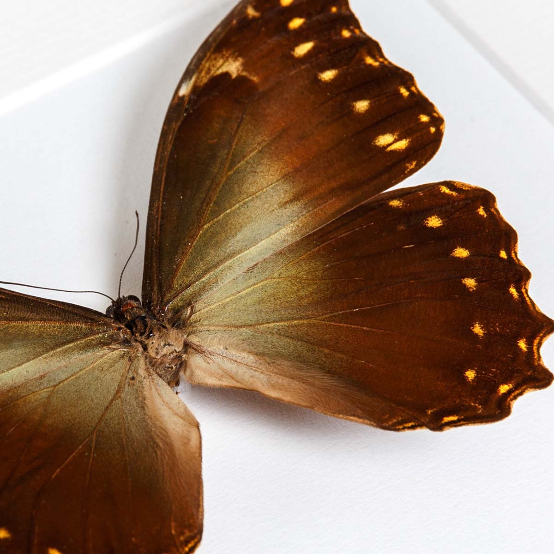 Hercules Morpho Butterfly In Box Frame (Morpho hercules diadema)