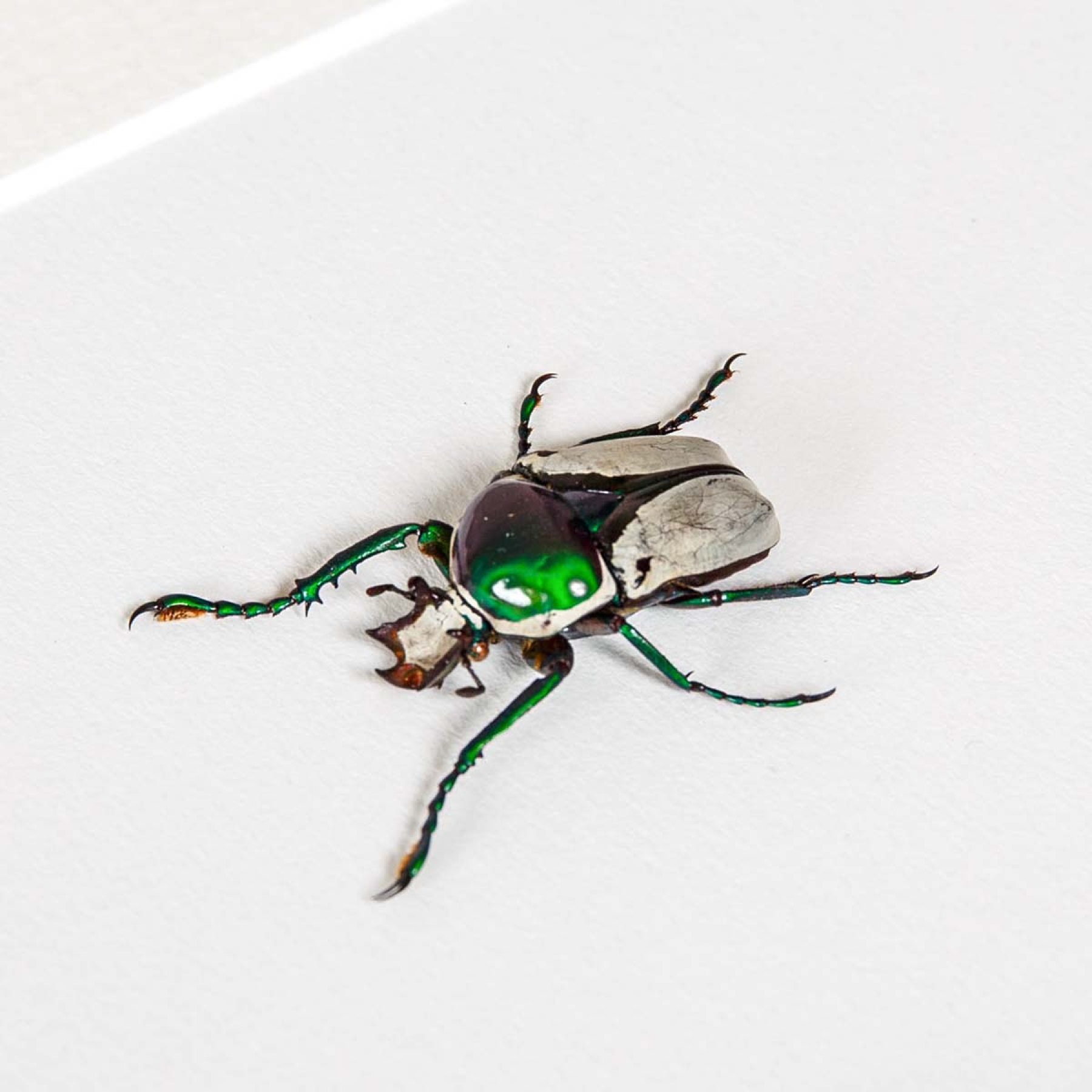 Green Scarab Beetle Male & Female Pair In Box Frame (Ranzania splendens)