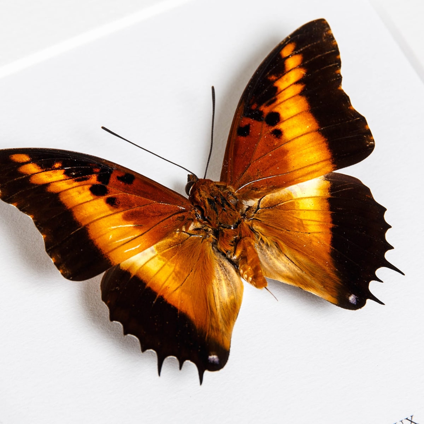 Black-bordered Charaxes Butterfly In Box Frame (Charaxes pollux)