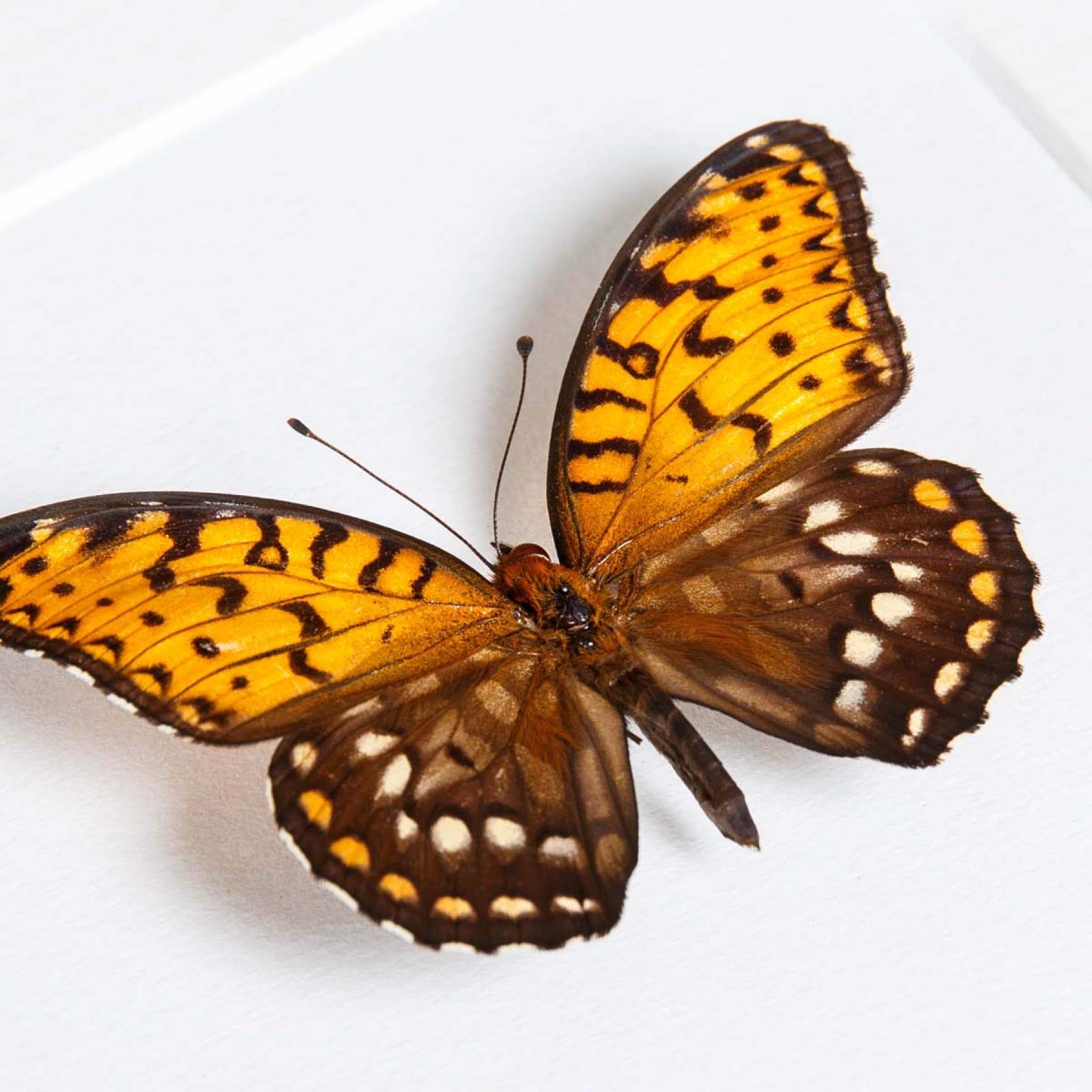 Regal Fritillary Butterfly In Box Frame (Speyeria idalia)