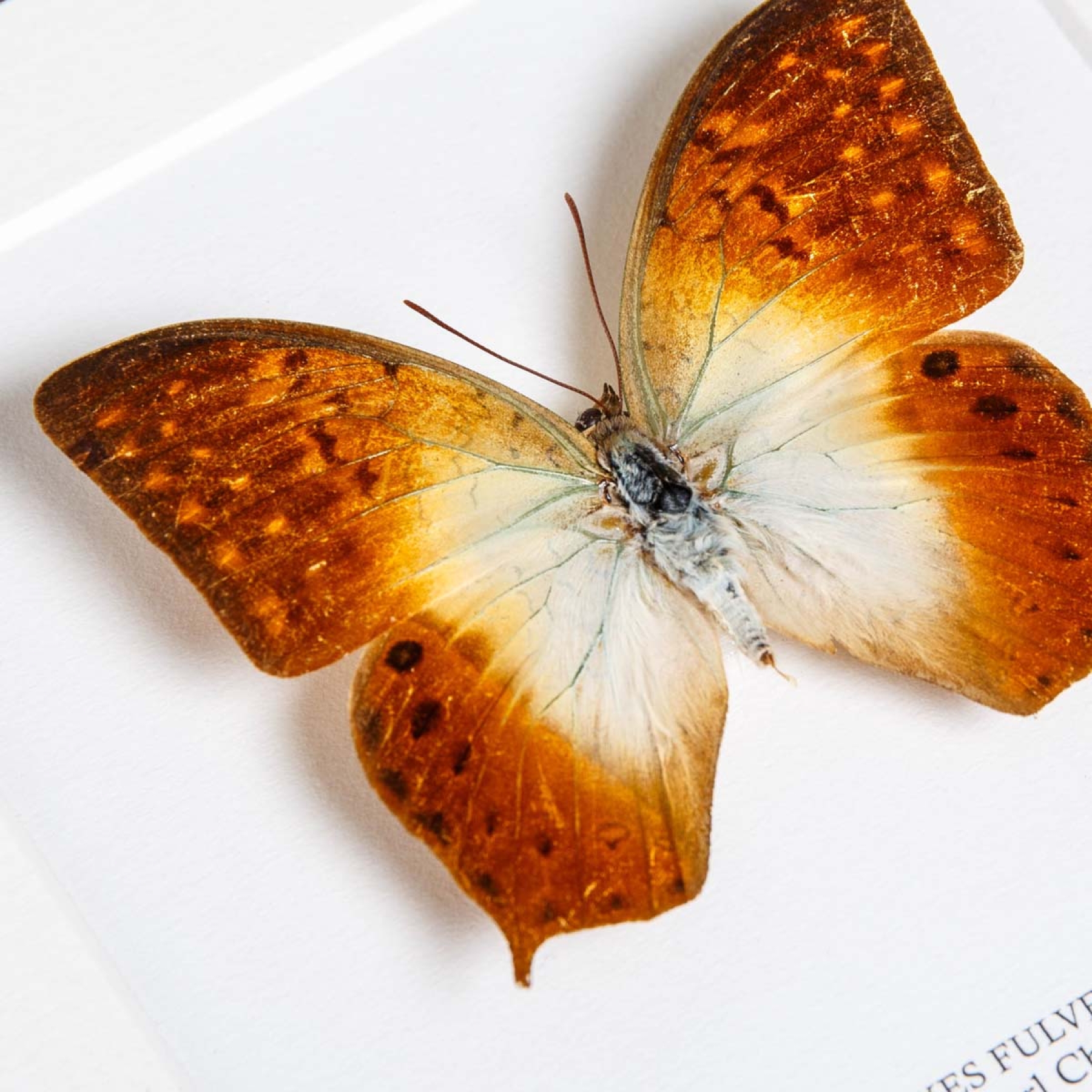 Minibeast Forest Pearl Charaxes Butterfly In Box Frame (Charaxes fulvescens)