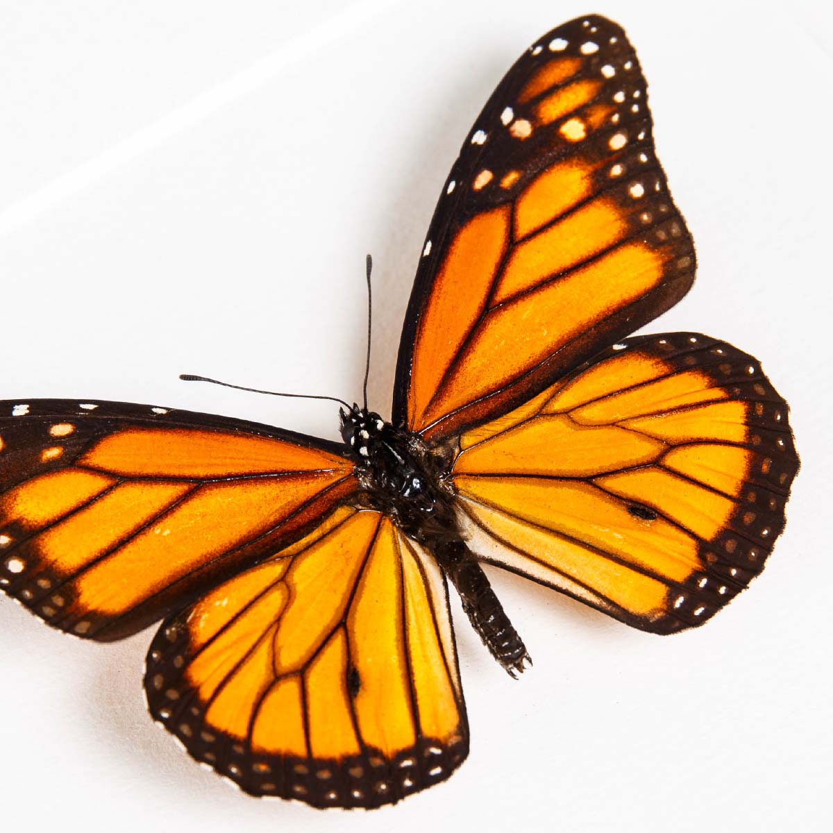 Monarch Butterfly Male & Female Pair In Box Frame (Danaus plexippus)