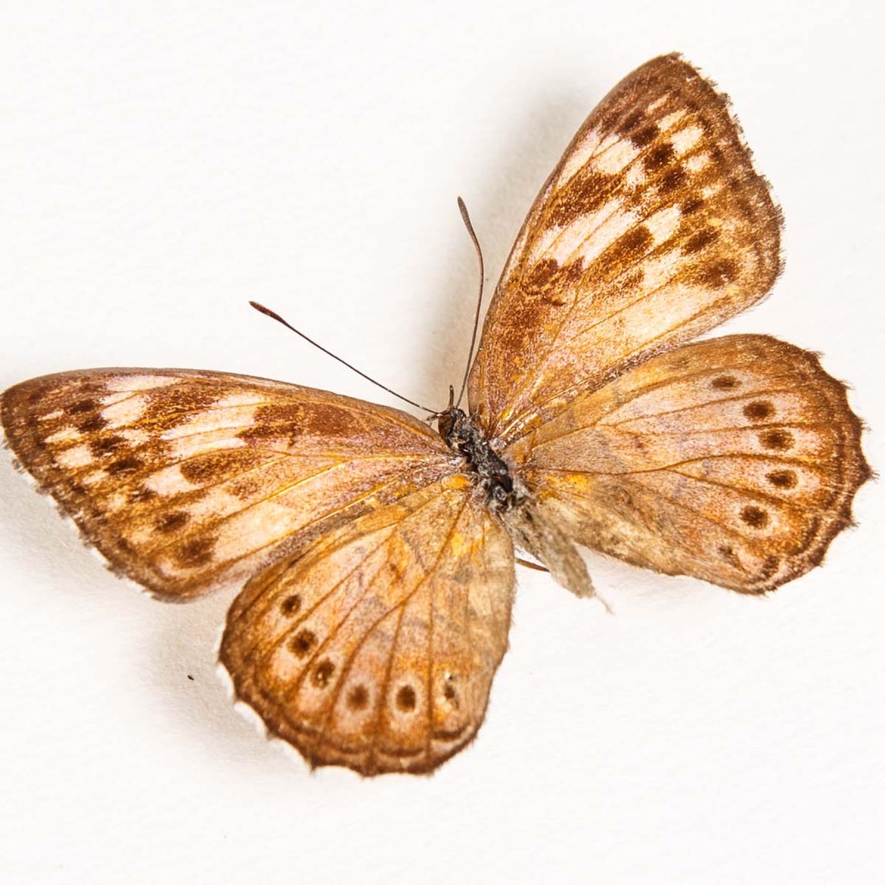 Minibeast Spotted Lilac Tree Nymph Butterfly Male & Female Pair In Box Frame (Sevenia pechueli)