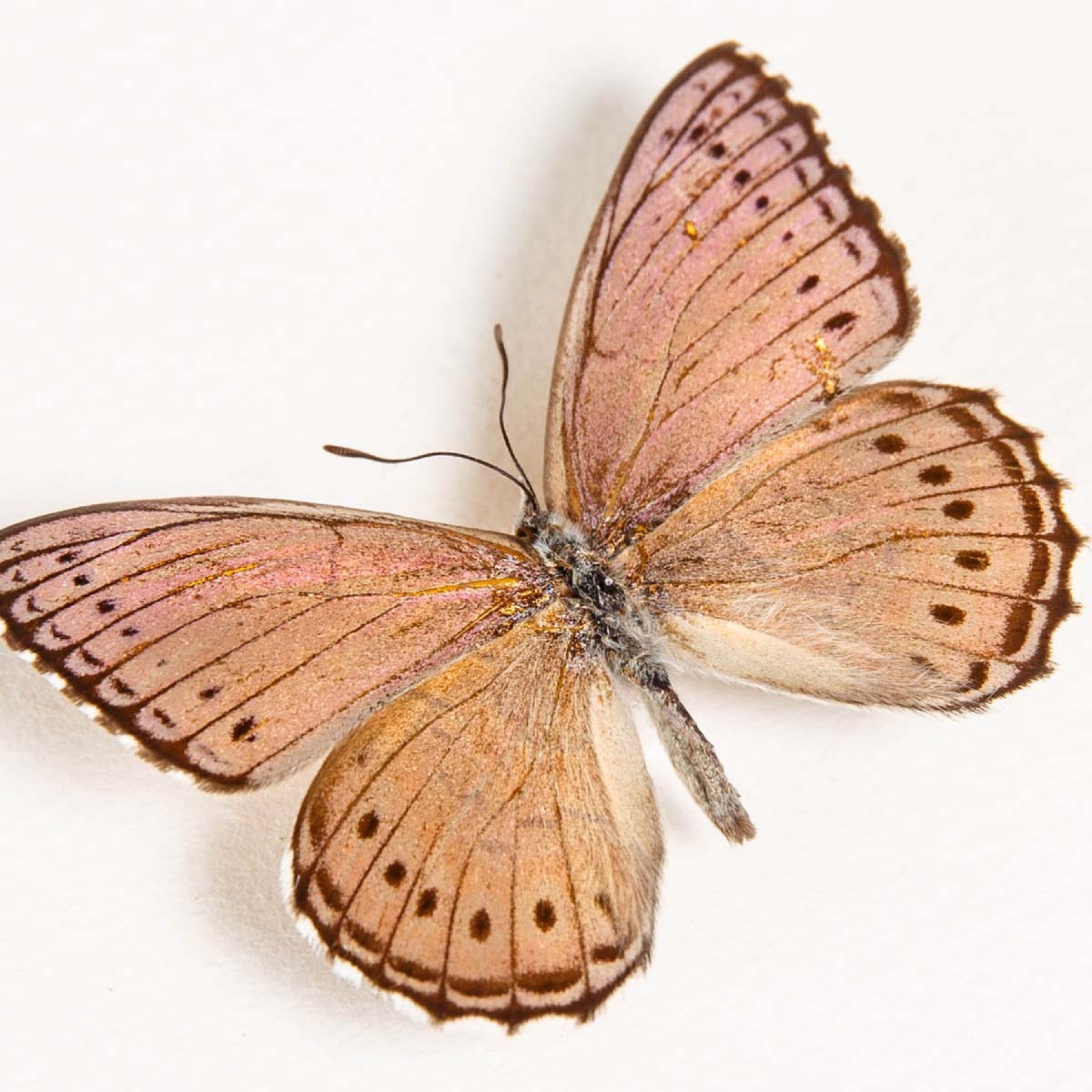 Minibeast Spotted Lilac Tree Nymph Butterfly Male & Female Pair In Box Frame (Sevenia pechueli)