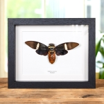 Minibeast Cicada In Box Frame (Tosena albata)