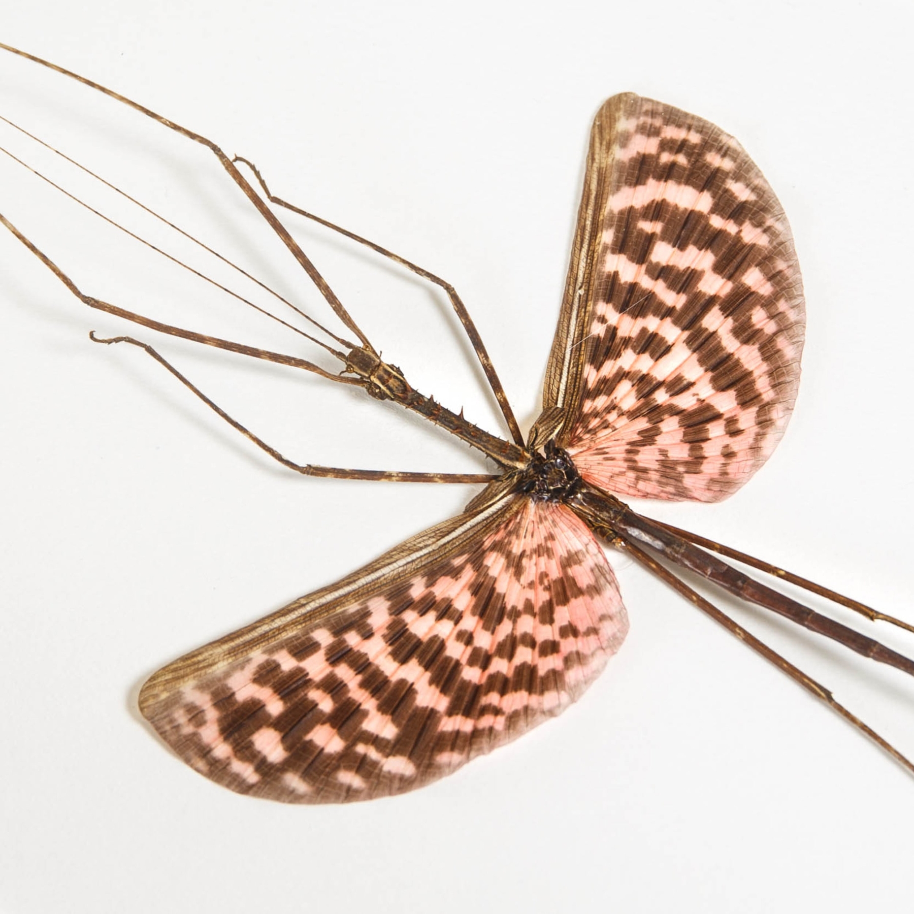 Pink Stick Insect In Box Frame (Diesbachia tamyris)