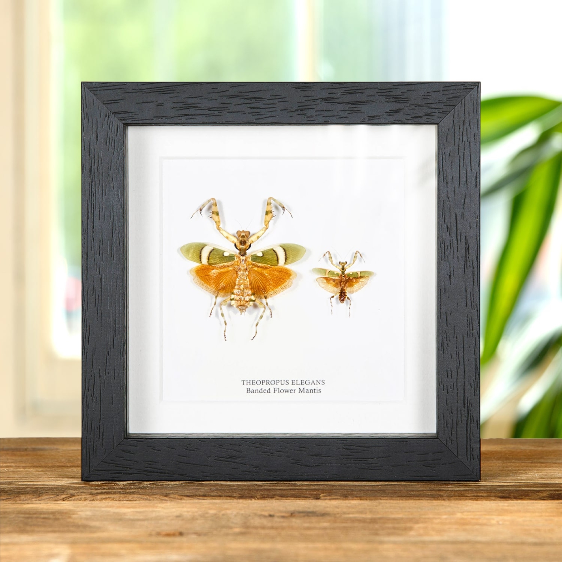 Minibeast Banded Flower Mantis Male & Female Pair In Box Frame (Theopropus elegans)