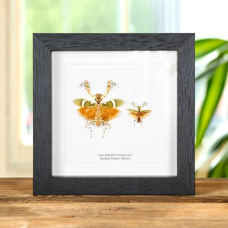 Banded Flower Mantis Male &amp; Female Pair In Box Frame (Theopropus elegans)