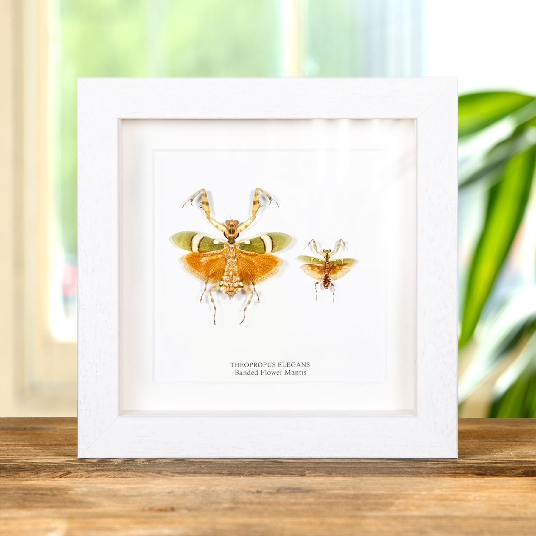 Minibeast Banded Flower Mantis Male & Female Pair In Box Frame (Theopropus elegans)