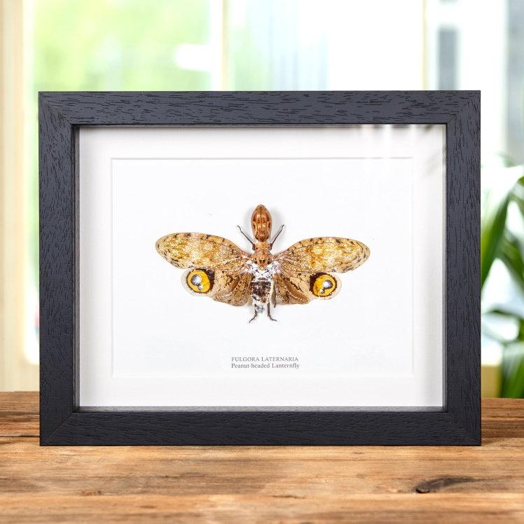 Peanut-headed Lanternfly In Box Frame (Fulgora laternaria)