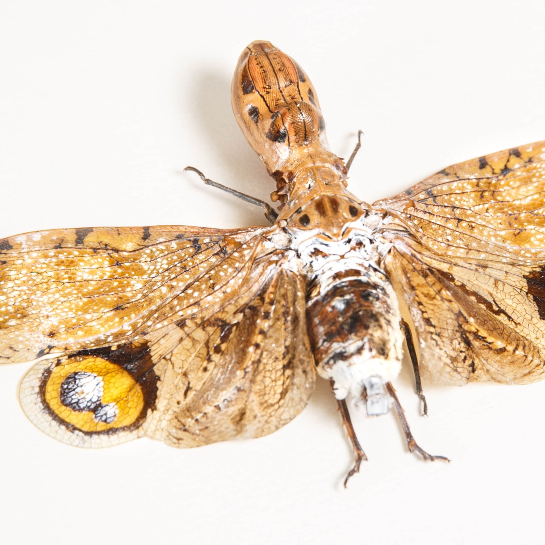 Peanut-headed Lanternfly In Box Frame (Fulgora laternaria)
