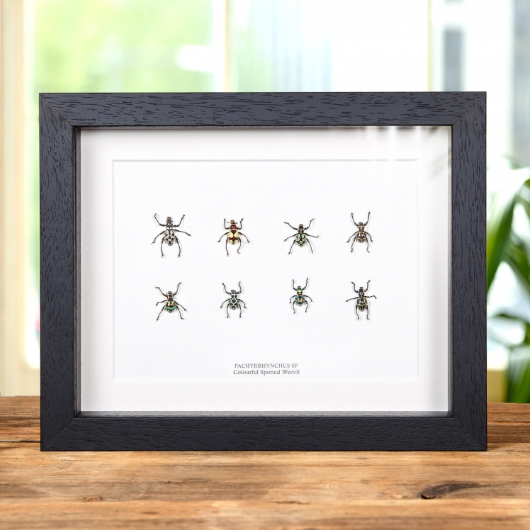 Colourful Spotted Weevil Beetles In Box Frame (Pachyrhynchus sp)