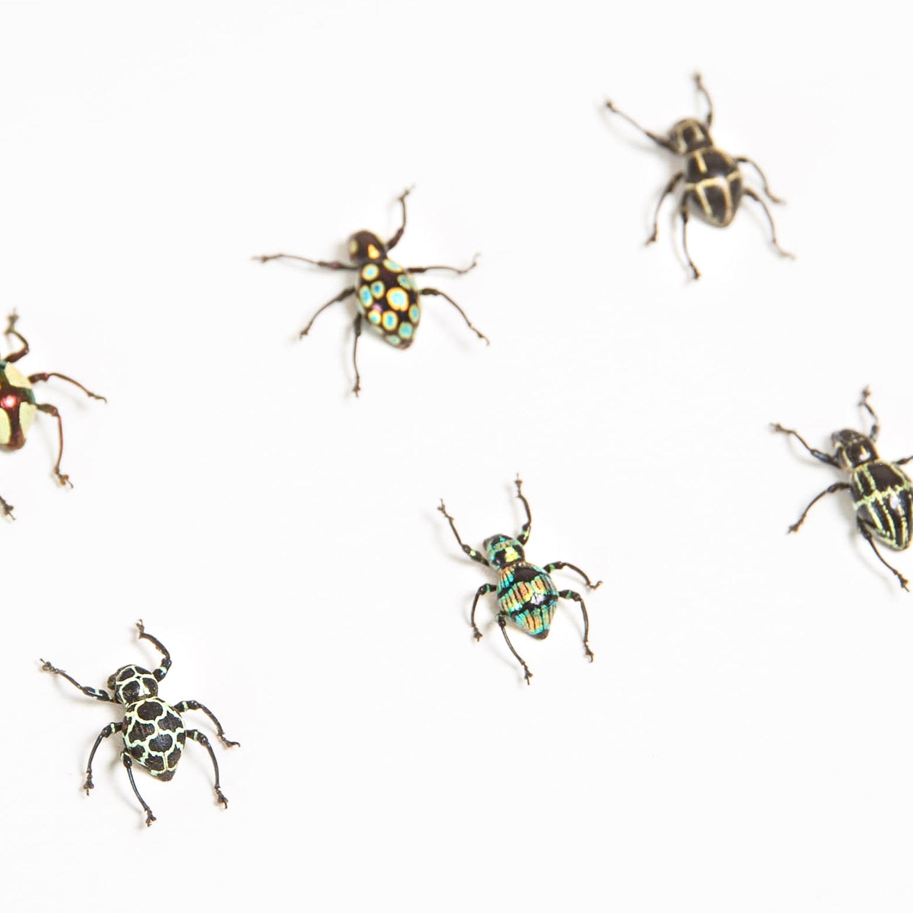 Colourful Spotted Weevil Beetles In Box Frame (Pachyrhynchus sp)