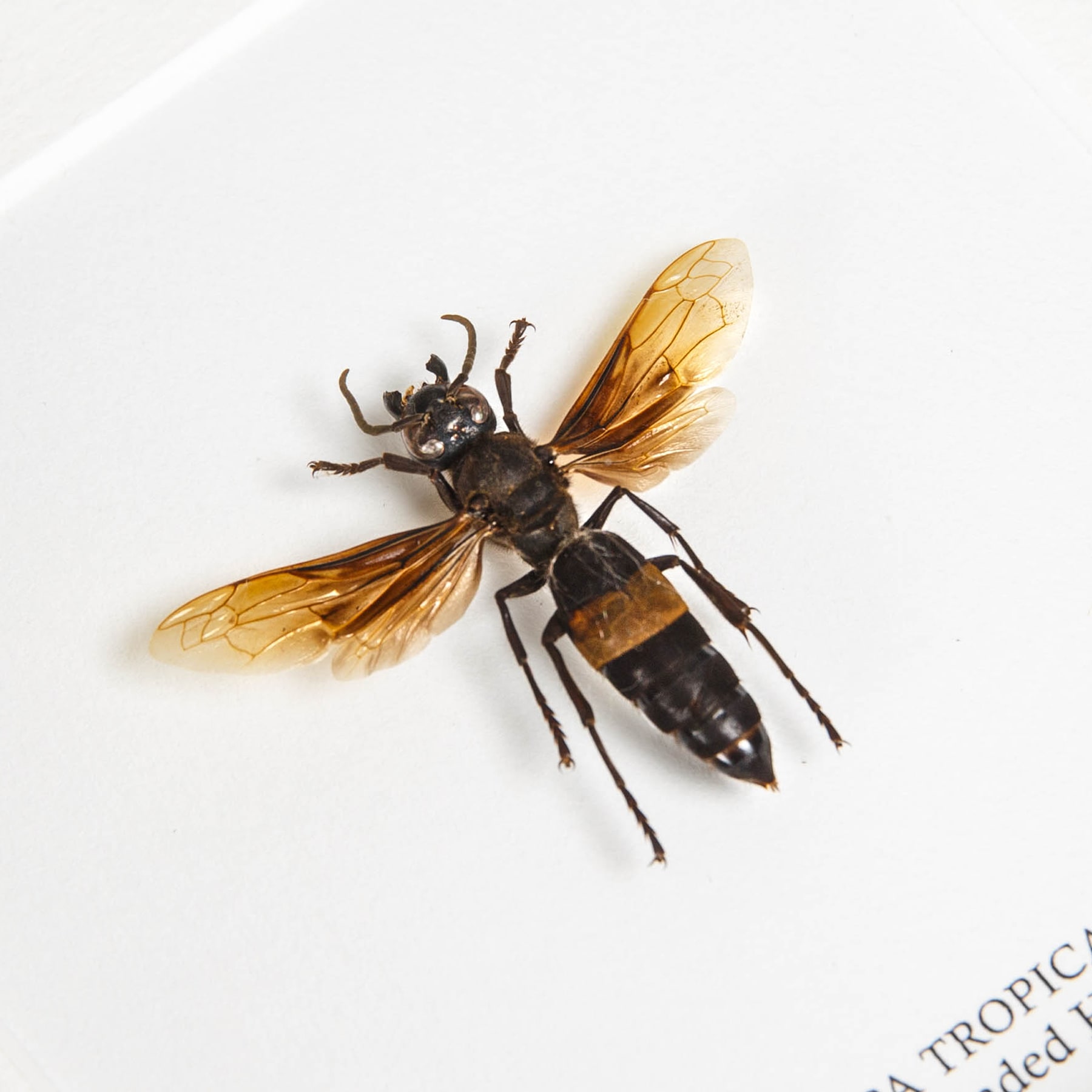 Greater Banded Hornet In Box Frame (Vespa tropica)
