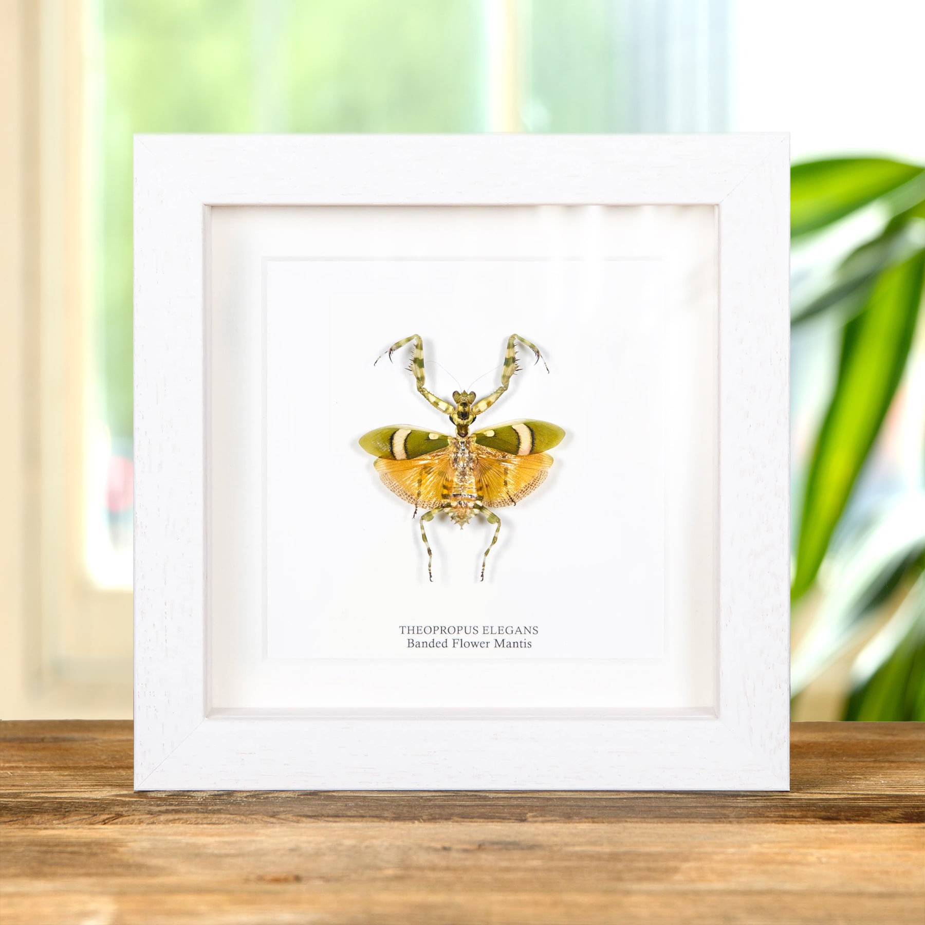 Banded Flower Mantis In Box Frame (Theopropus elegans)