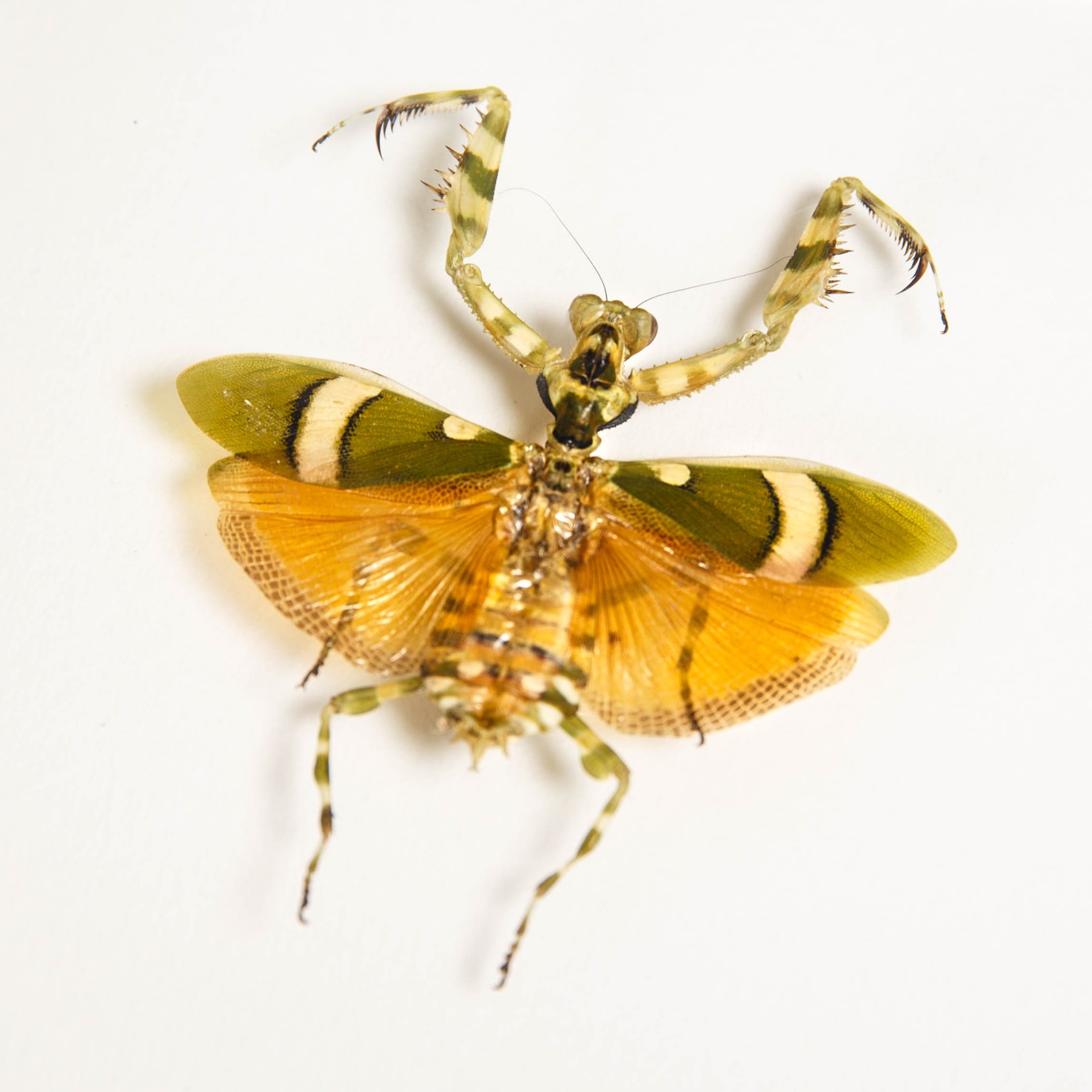 Banded Flower Mantis In Box Frame (Theopropus elegans)