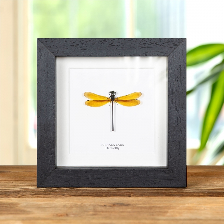 Euphaea lara From indomalaya In Box Frame Taxidermy