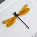 Euphaea lara From indomalaya In Box Frame Taxidermy